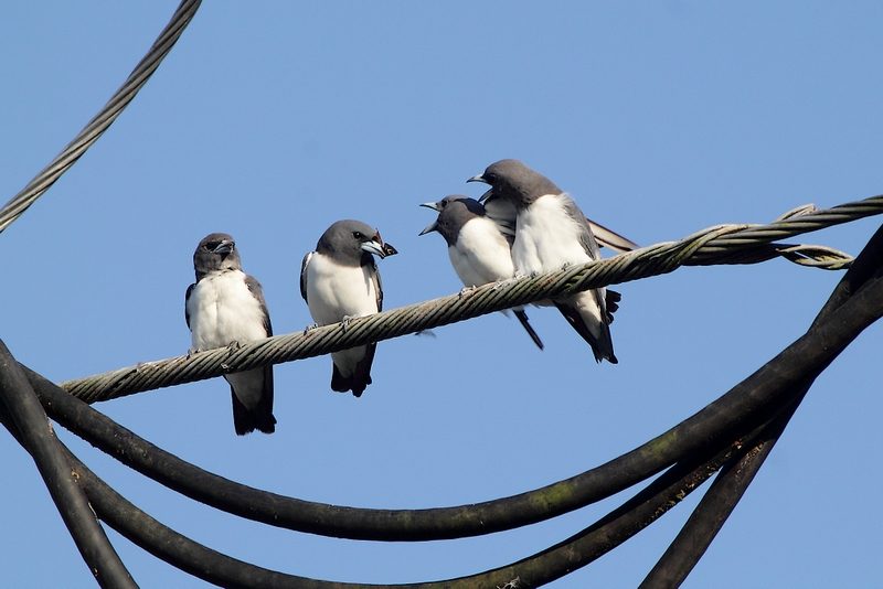 Langrayens à ventre blanc sur l’île de Bornéo